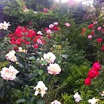 Guest house Iory's