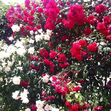 Iory's 3* テキルギオル